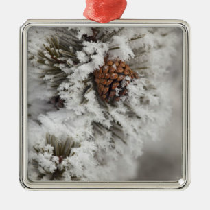 Lodgepole Pine cone in winter in Yellowstone Metal Ornament
