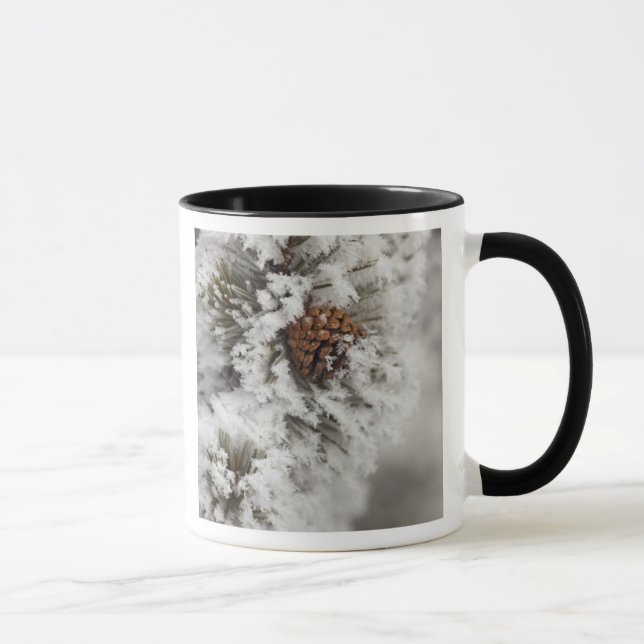 Lodgepole Pine cone in winter in Yellowstone Mug (Right)