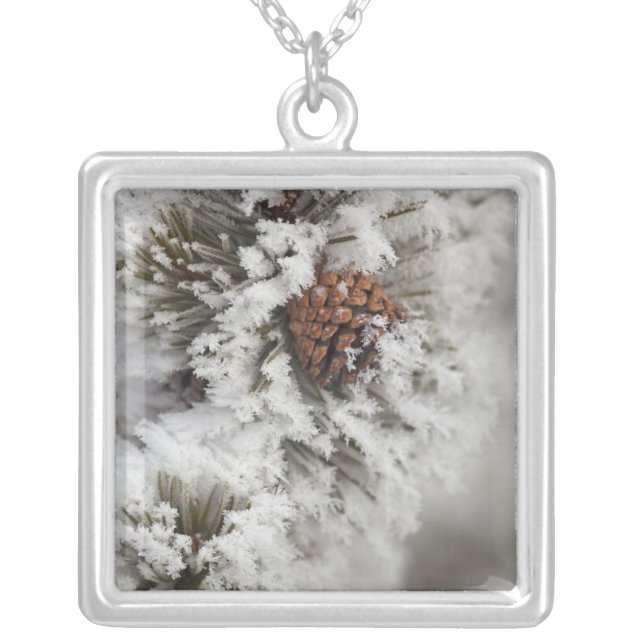 Lodgepole Pine cone in winter in Yellowstone Silver Plated Necklace (Front)