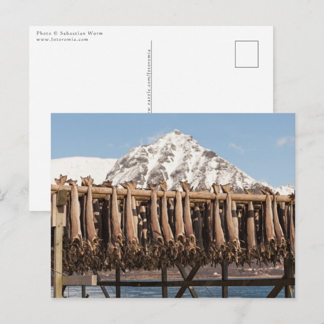 Lofoten Norway Stockfish Postcard (Front/Back)