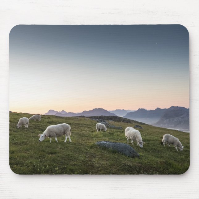 Lofoten Sheep Landscape Photo Mouse Pad (Front)
