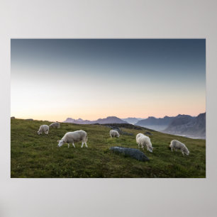 Lofoten Sheep Poster