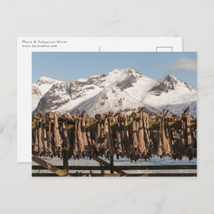 Lofoten Stockfish Postcard
