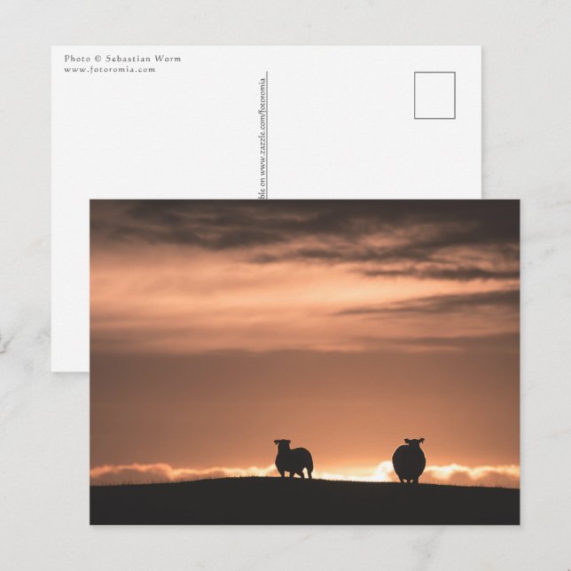 Lofoten Sunset Sheep Postcard (Front/Back)