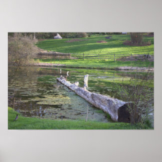 Log in a Pond Poster