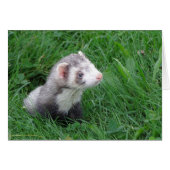 Logan (Front Horizontal)