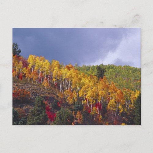Logan Canyon in Utah in autumn with passing Postcard