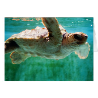 Loggerhead #1 Card