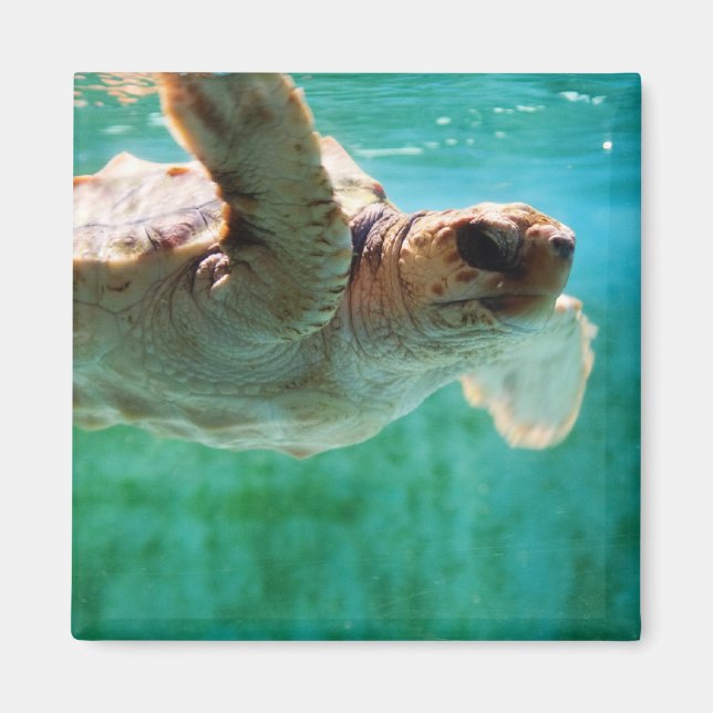Loggerhead #1 Magnet (Front)