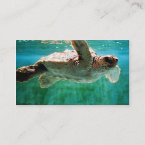 Loggerhead #1 Mini Print Business Card Template