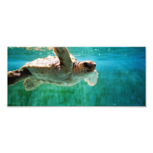 Loggerhead #1 Photo Print (Front)