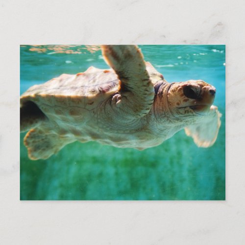 Loggerhead 1 Postcard