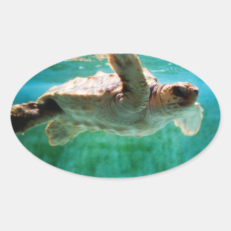 Loggerhead #1 Sticker