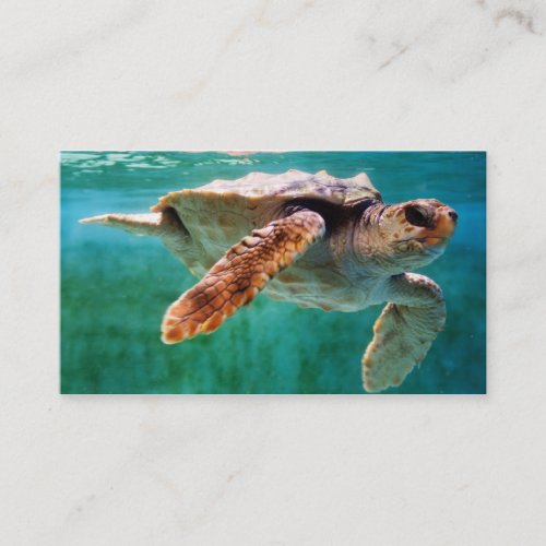 Loggerhead #2 Mini Print Business Cards
