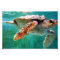Loggerhead #2 Photo