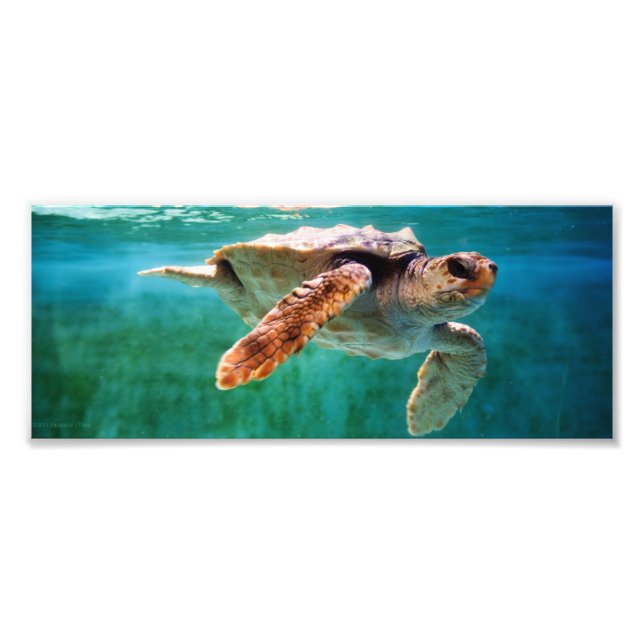 Loggerhead #2 Photo Print (Front)