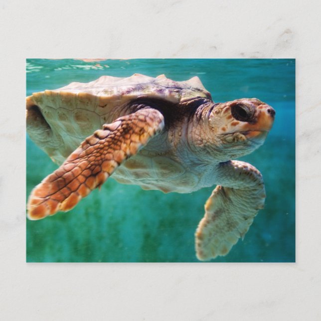 Loggerhead #2 Postcard (Front)