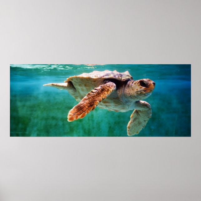 Loggerhead #2 Poster (Front)