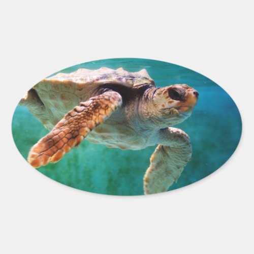 Loggerhead 2 Sticker