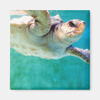 Loggerhead #3 Magnet