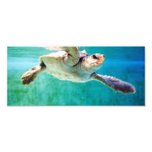 Loggerhead #3 Photo Print
