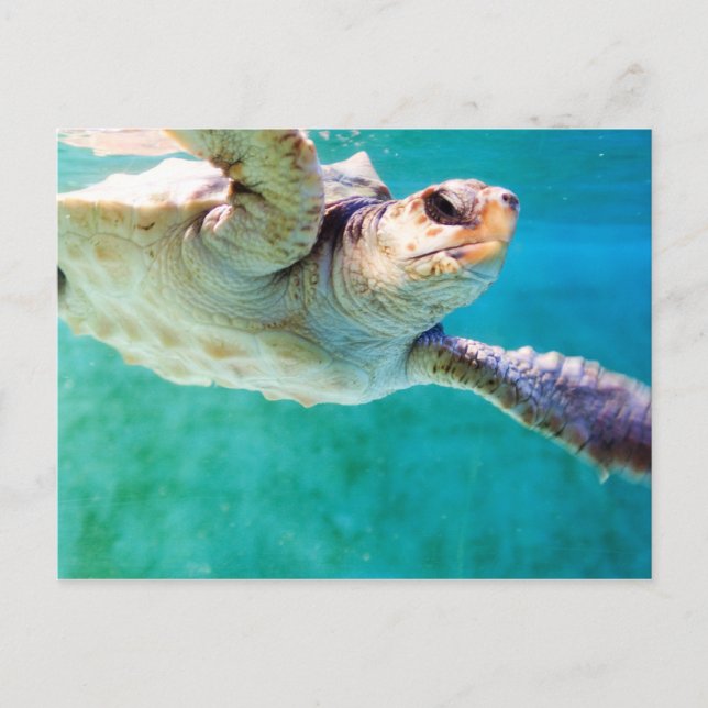Loggerhead #3 Postcard (Front)