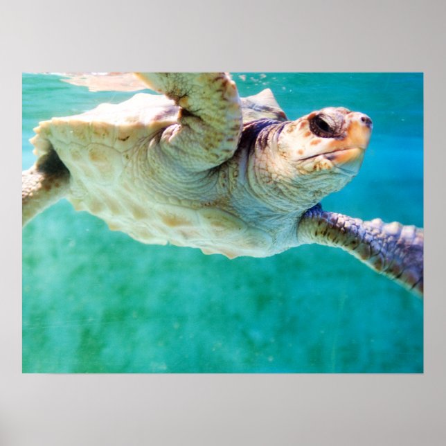 Loggerhead #3 Poster (Front)