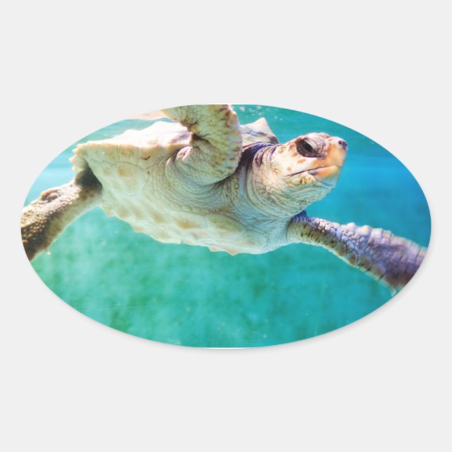 Loggerhead #3 Sticker (Front)