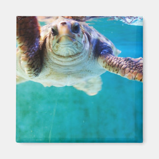 Loggerhead #4 Magnet