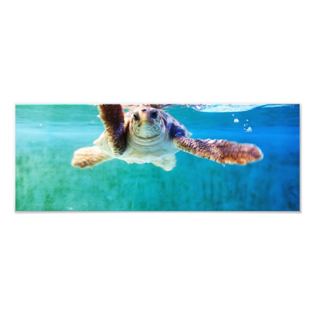 Loggerhead #4 Photo (Front)