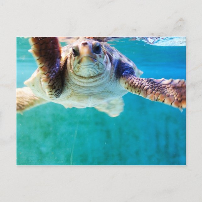 Loggerhead #4 Postcard (Front)