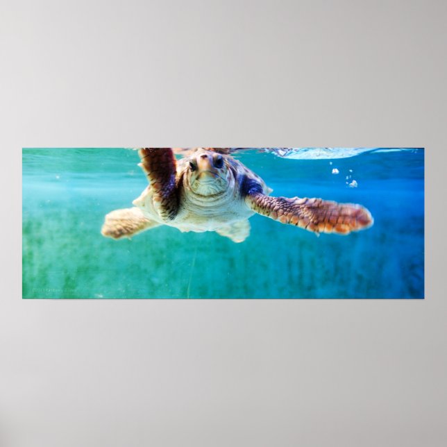 Loggerhead #4 Poster (Front)