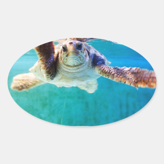 Loggerhead #4 Sticker (Front)