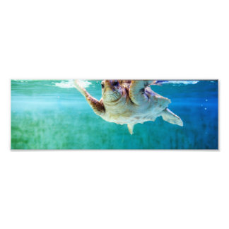 Loggerhead #5 Photo Print