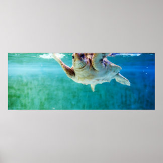 Loggerhead #5 Poster