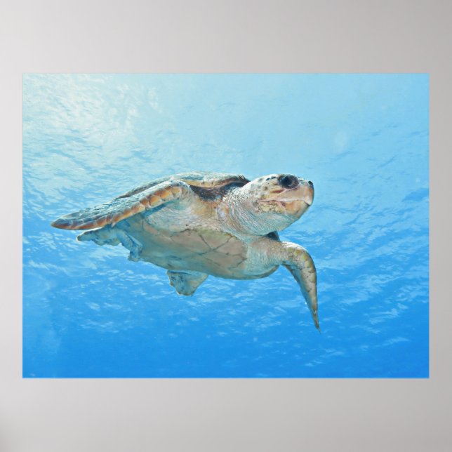 Loggerhead Poster (Front)