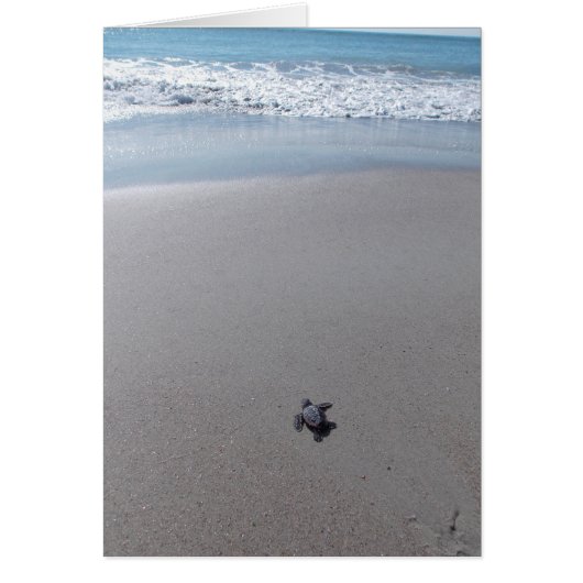 Loggerhead Rescue Cards (Front)