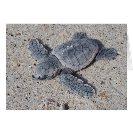 Loggerhead Rescue II Cards (Front Horizontal)