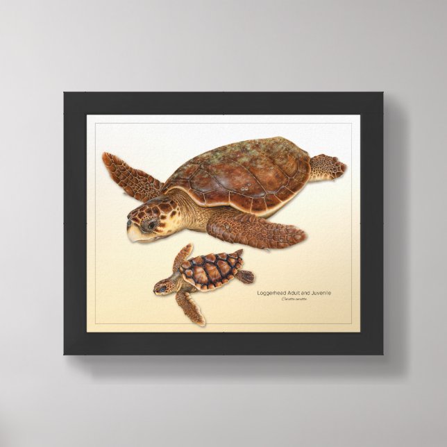 Loggerhead Sea Turtle Adult and Juvenile Print (Framed Front)