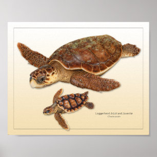 Loggerhead Sea Turtle Adult and Juvenile Print
