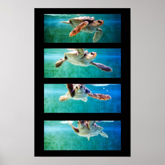 Loggerhead Sea Turtle Study Poster (Front)