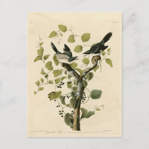 Loggerhead Shrike from Audubon's Birds of America Postcard