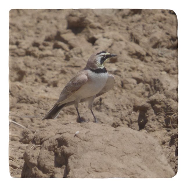 Loggerhead Shrike Trivet (Front)