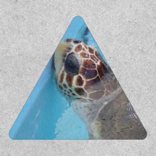 Loggerhead Turtle Parch Patch
