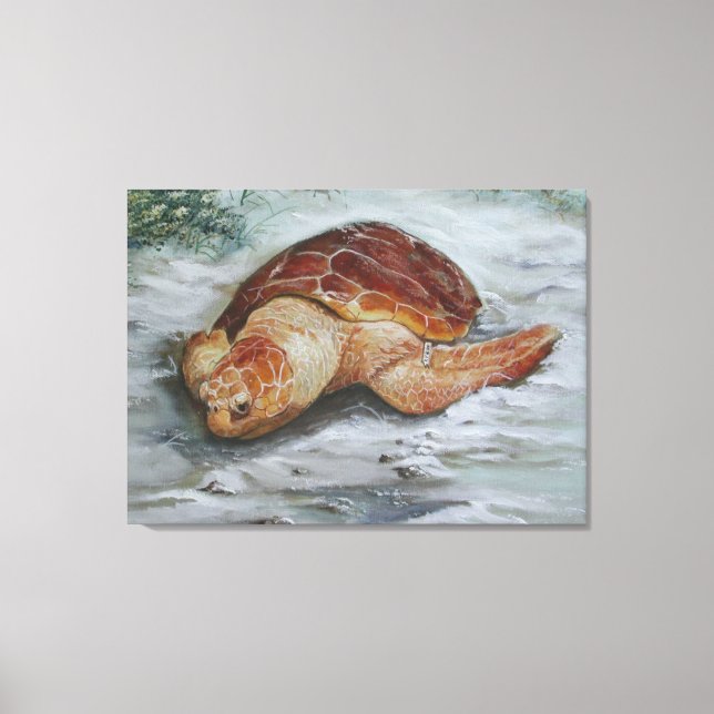 Loggerhead Turtle - St George Island Canvas Print (Front)