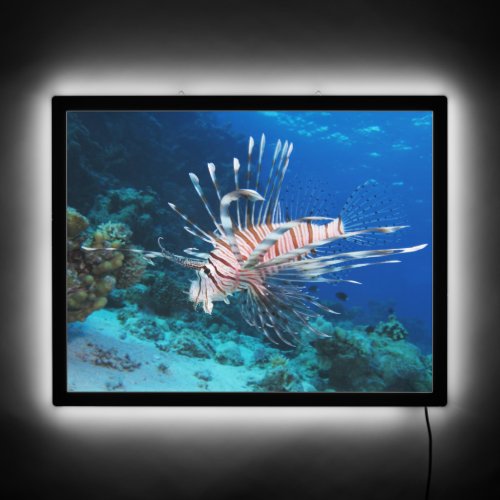 Loinfish is Saltwater Ocean Wildlife Reef Fish LED Sign