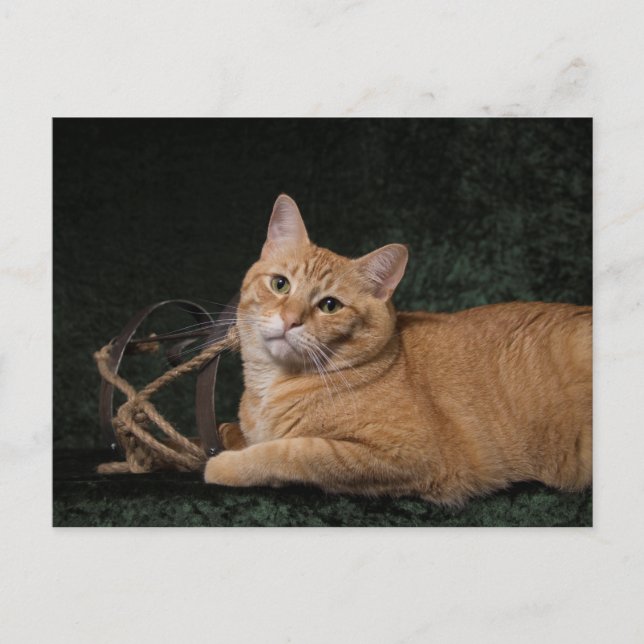 Loki with sled postcard (Front)