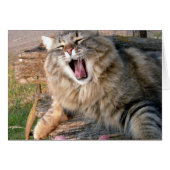 LOL Maine Coon (Front Horizontal)