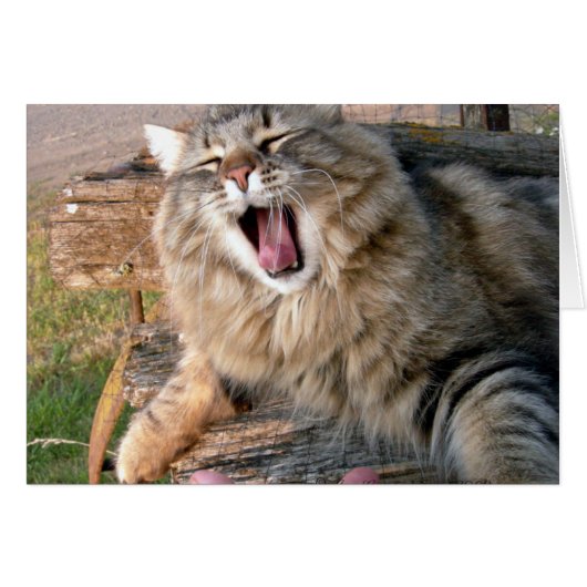LOL Maine Coon Cards (Front Horizontal)