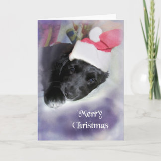 Lola at Christmas Holiday Card